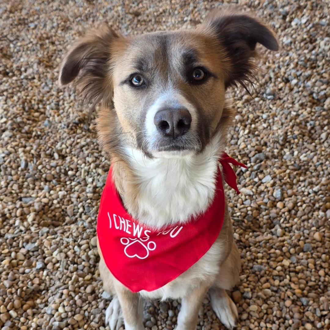 Enlarge Xxena, a ADOPTABLE mixed breed in Phenix City, AL image 2/3