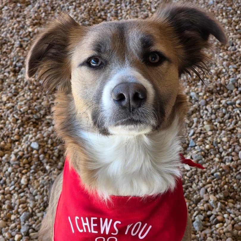 Enlarge Xxena, a ADOPTABLE mixed breed in Phenix City, AL image 1/3