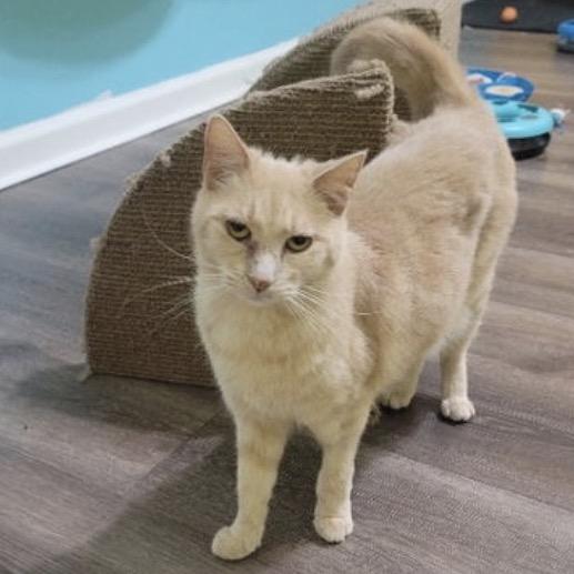 Enlarge Charlotte, a Adoptable Domestic Short Hair in Woodstock, GA image 1/4