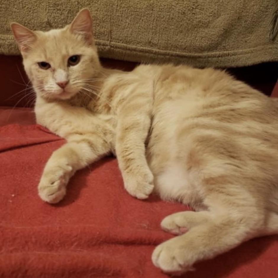 Enlarge Charlotte, a Adoptable Domestic Short Hair in Woodstock, GA image 2/4