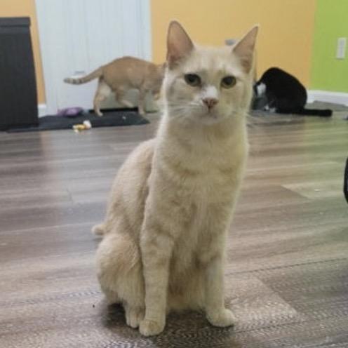 Enlarge Charlotte, a Adoptable Domestic Short Hair in Woodstock, GA image 3/4