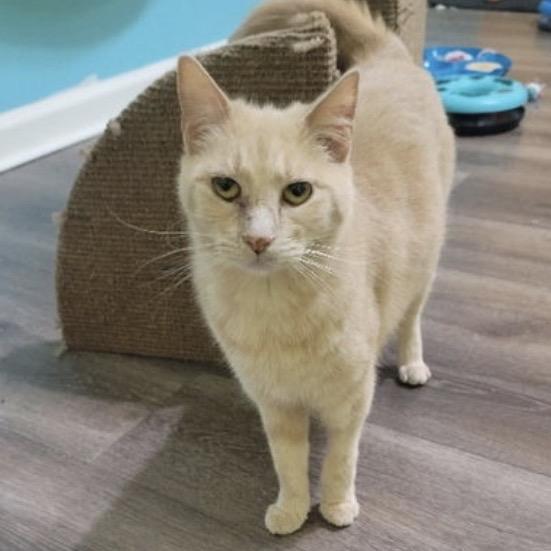 Enlarge Charlotte, a Adoptable Domestic Short Hair in Woodstock, GA image 4/4