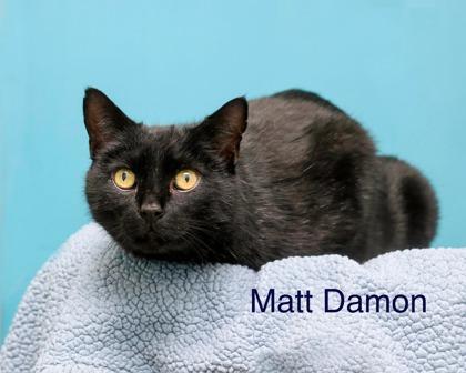 Matt Damon, Adoptable, Adult Male Domestic Short Hair & Domestic Short Hair.