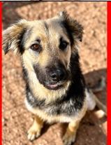 Enlarge Violet, a Adoptable mixed breed in West Bloomfield, MI image 1/1