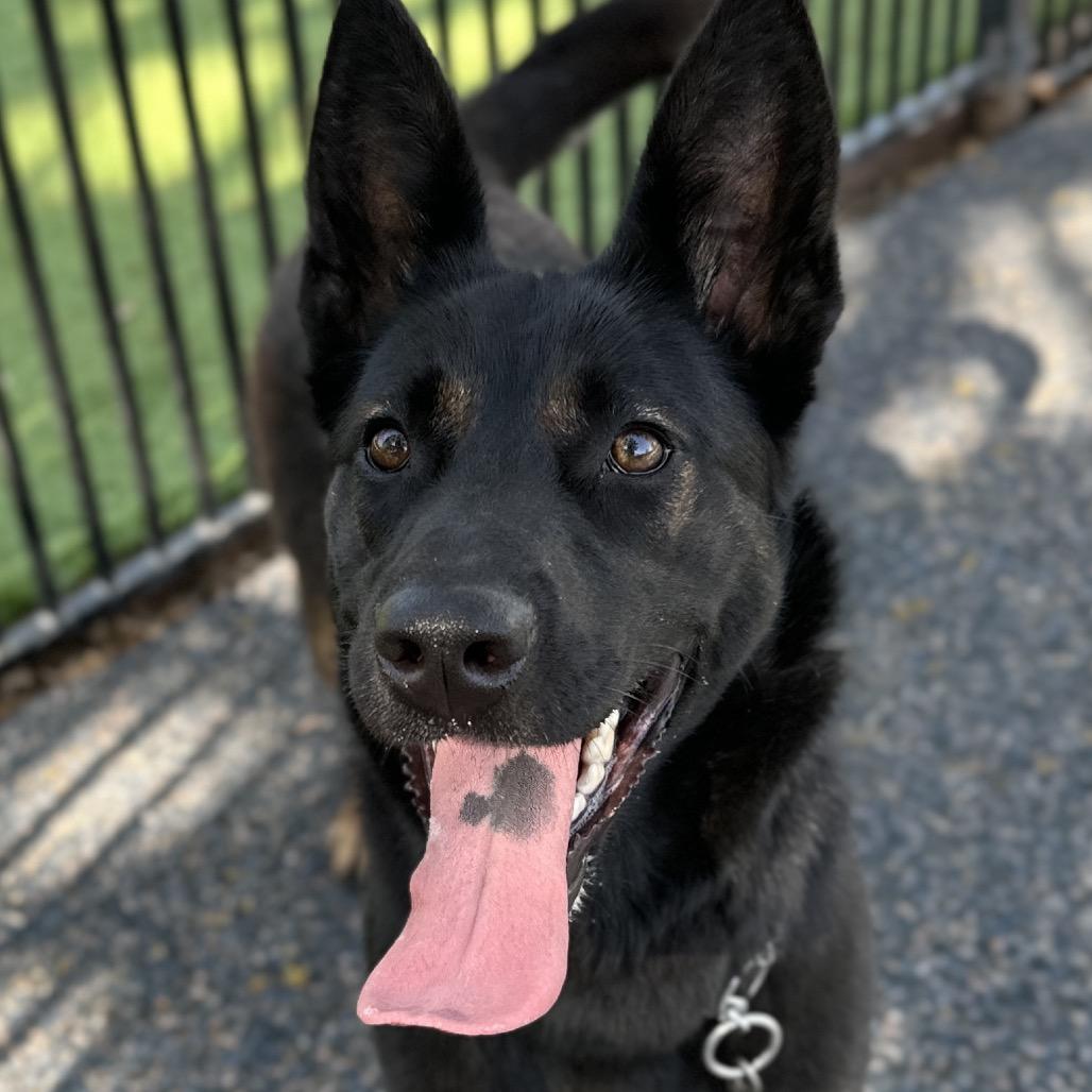 Enlarge Libby - ECAS, a Adoptable mixed breed in Pleasanton, CA image 2/6