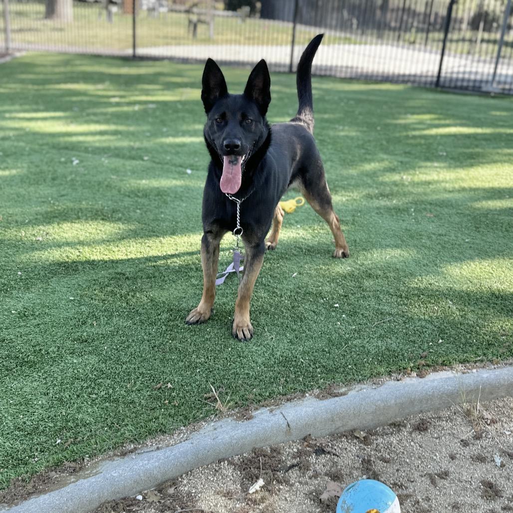 Libby - ECAS, Adoptable, Young Female German Shepherd Dog.