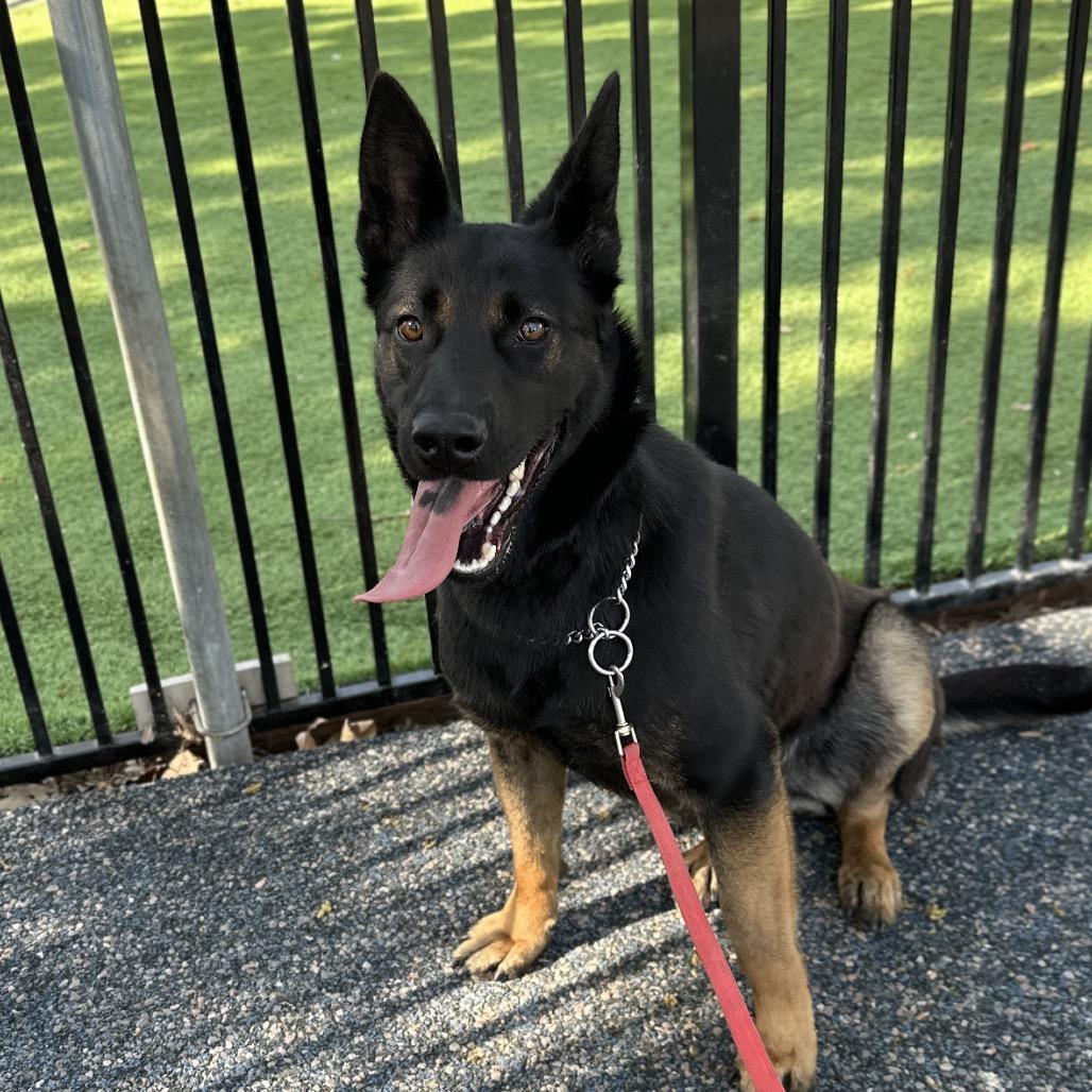 Enlarge Libby - ECAS, a Adoptable mixed breed in Pleasanton, CA image 3/6