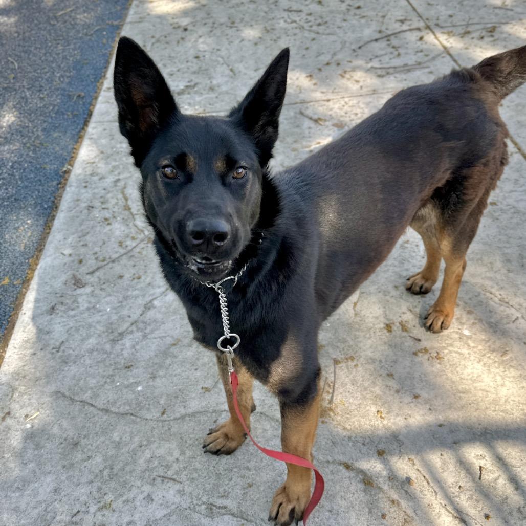 Enlarge Libby - ECAS, a Adoptable mixed breed in Pleasanton, CA image 4/6