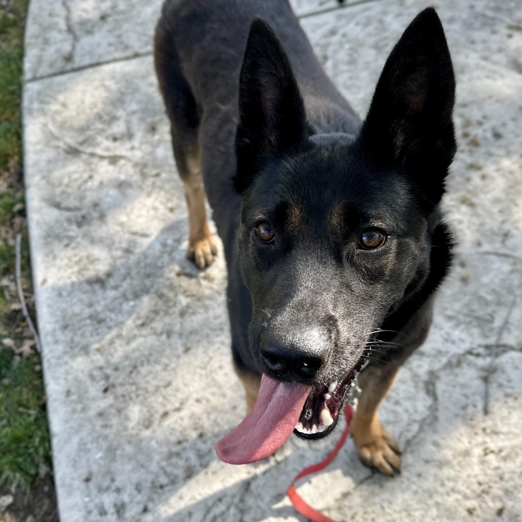 Enlarge Libby - ECAS, a Adoptable mixed breed in Pleasanton, CA image 2/6