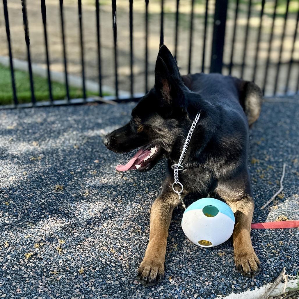 Enlarge Libby - ECAS, a Adoptable mixed breed in Pleasanton, CA image 3/6