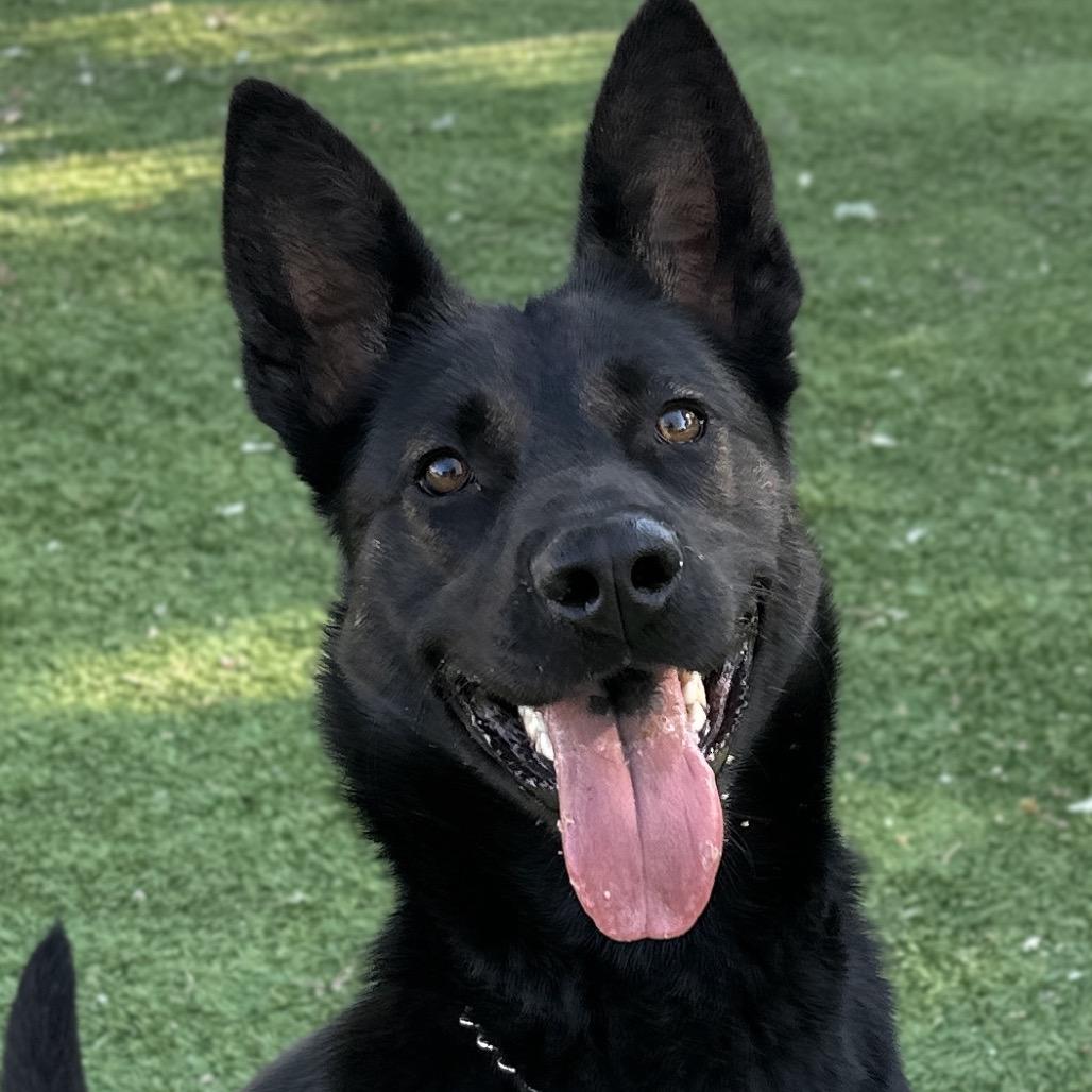 Enlarge Libby - ECAS, a Adoptable mixed breed in Pleasanton, CA image 4/6