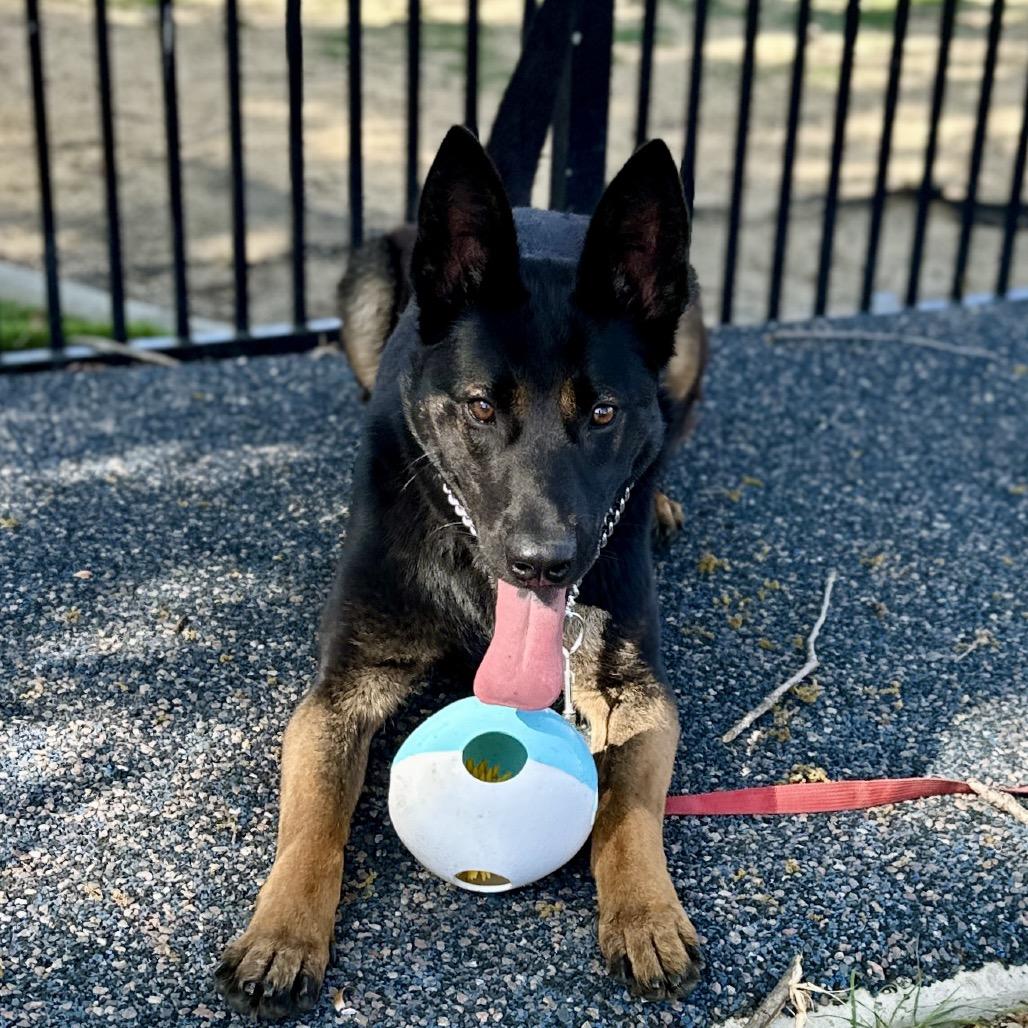 Enlarge Libby - ECAS, a Adoptable mixed breed in Pleasanton, CA image 5/6