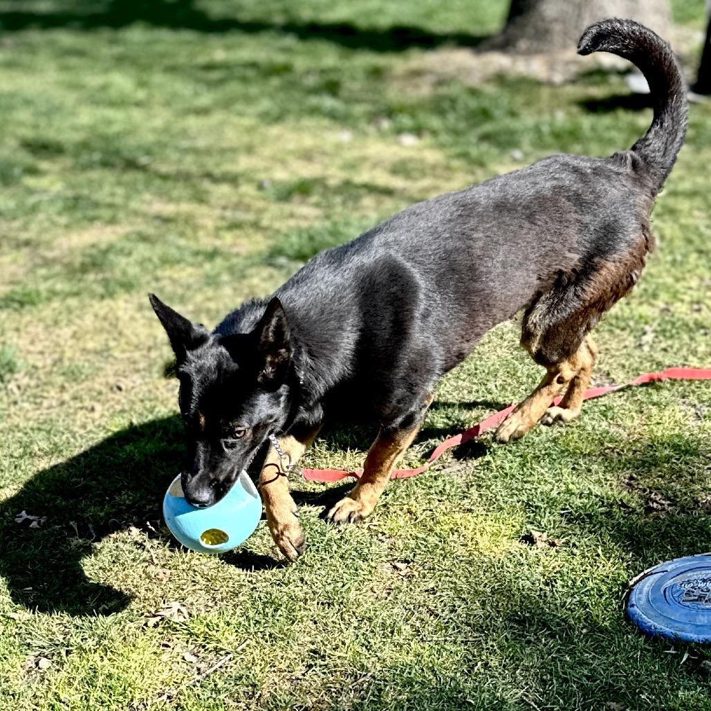Enlarge Libby - ECAS, a Adoptable mixed breed in Pleasanton, CA image 6/6