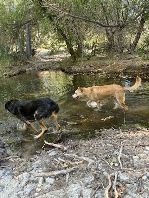 DEXTER, a Adoptable Husky in Beverly Hills, CA image 6/6