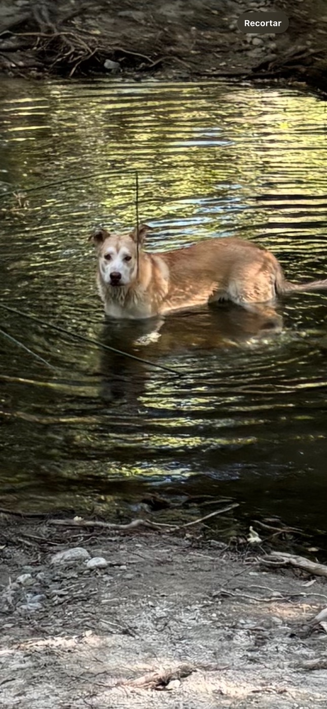DEXTER, a Adoptable Husky in Beverly Hills, CA image 4/6