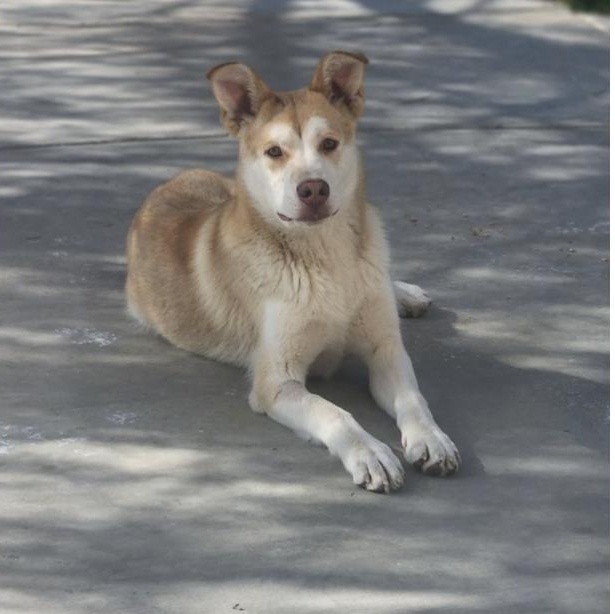 DEXTER, a Adoptable Husky in Beverly Hills, CA image 2/6