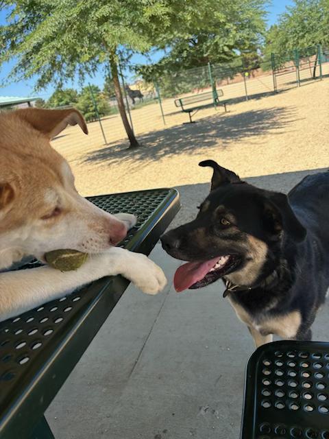 DEXTER, a Adoptable Husky in Beverly Hills, CA image 5/6