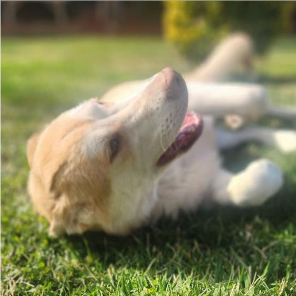 DEXTER, a Adoptable Husky in Beverly Hills, CA image 3/6