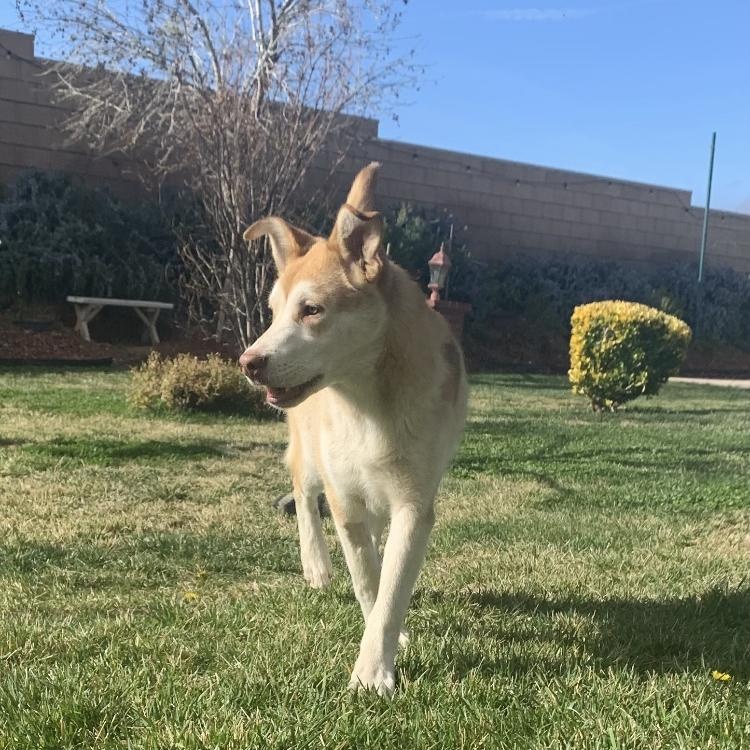 DEXTER, a Adoptable Husky in Beverly Hills, CA image 1/6