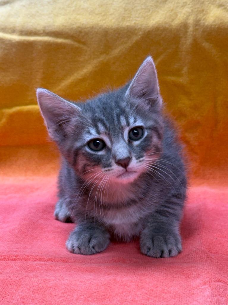 Maxwell, Adoptable, Kitten Male Domestic Medium Hair.