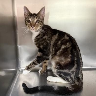 Enlarge Elvis, a Adoptable Domestic Short Hair in Jupiter, FL image 1/2