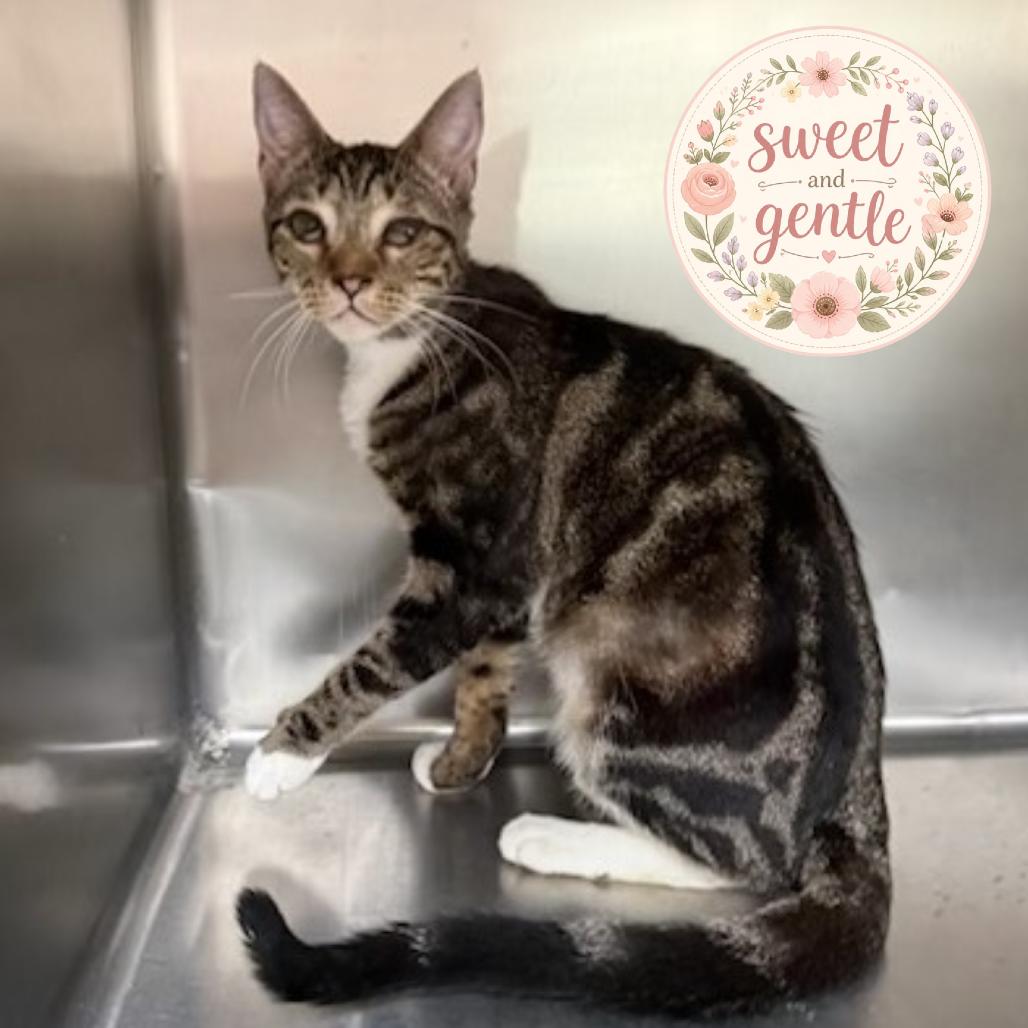 Enlarge Elvis, a Adoptable Domestic Short Hair in Jupiter, FL image 2/2