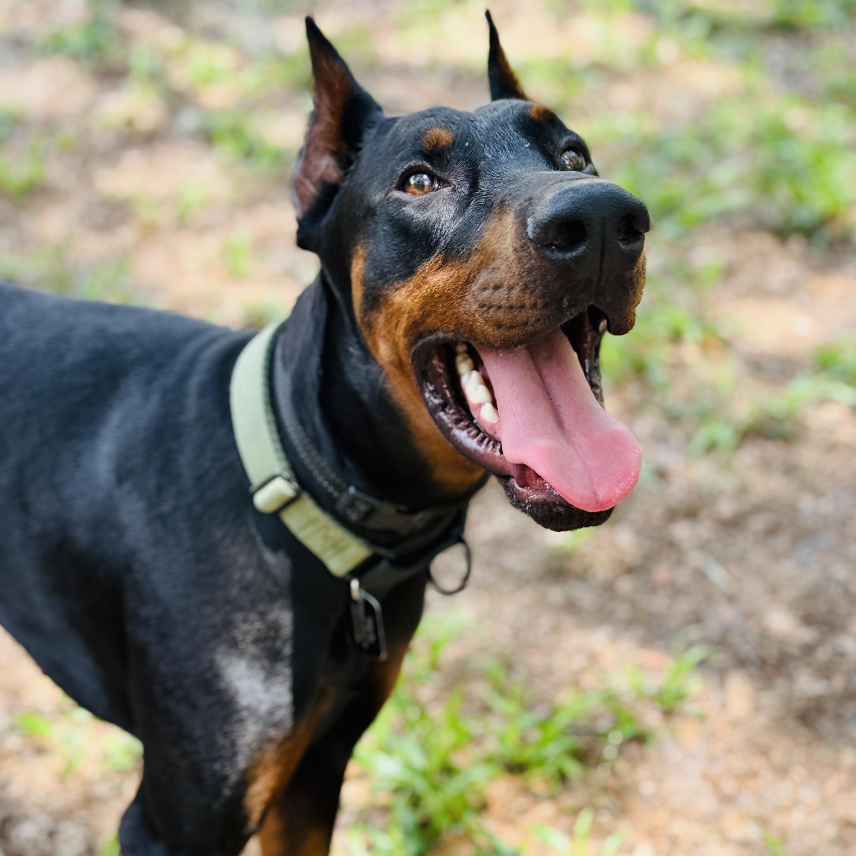 Enlarge DeMarcus, a ADOPTABLE Doberman Pinscher in Deltona, FL image 1/5