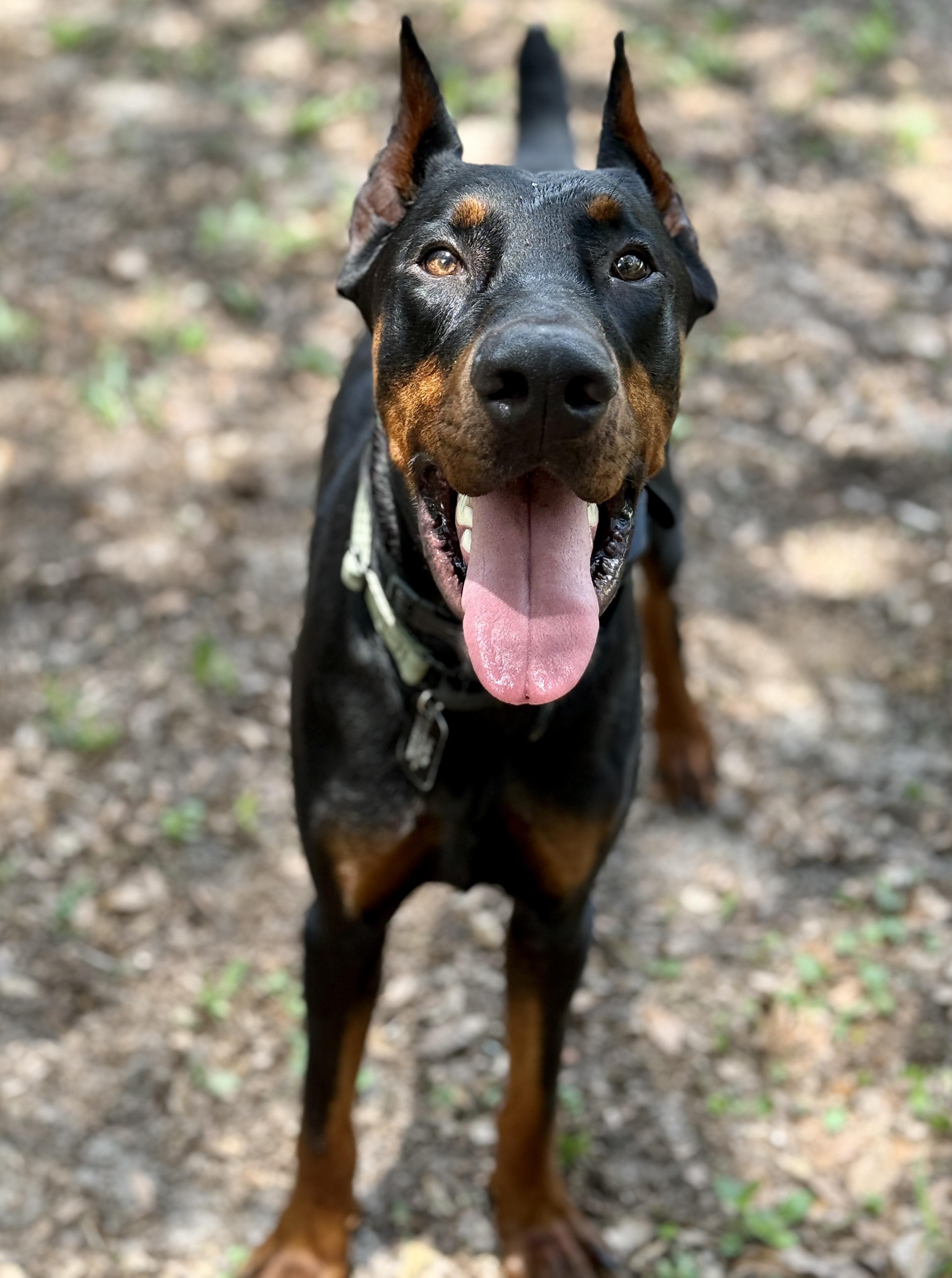 Enlarge DeMarcus, a ADOPTABLE Doberman Pinscher in Deltona, FL image 4/5