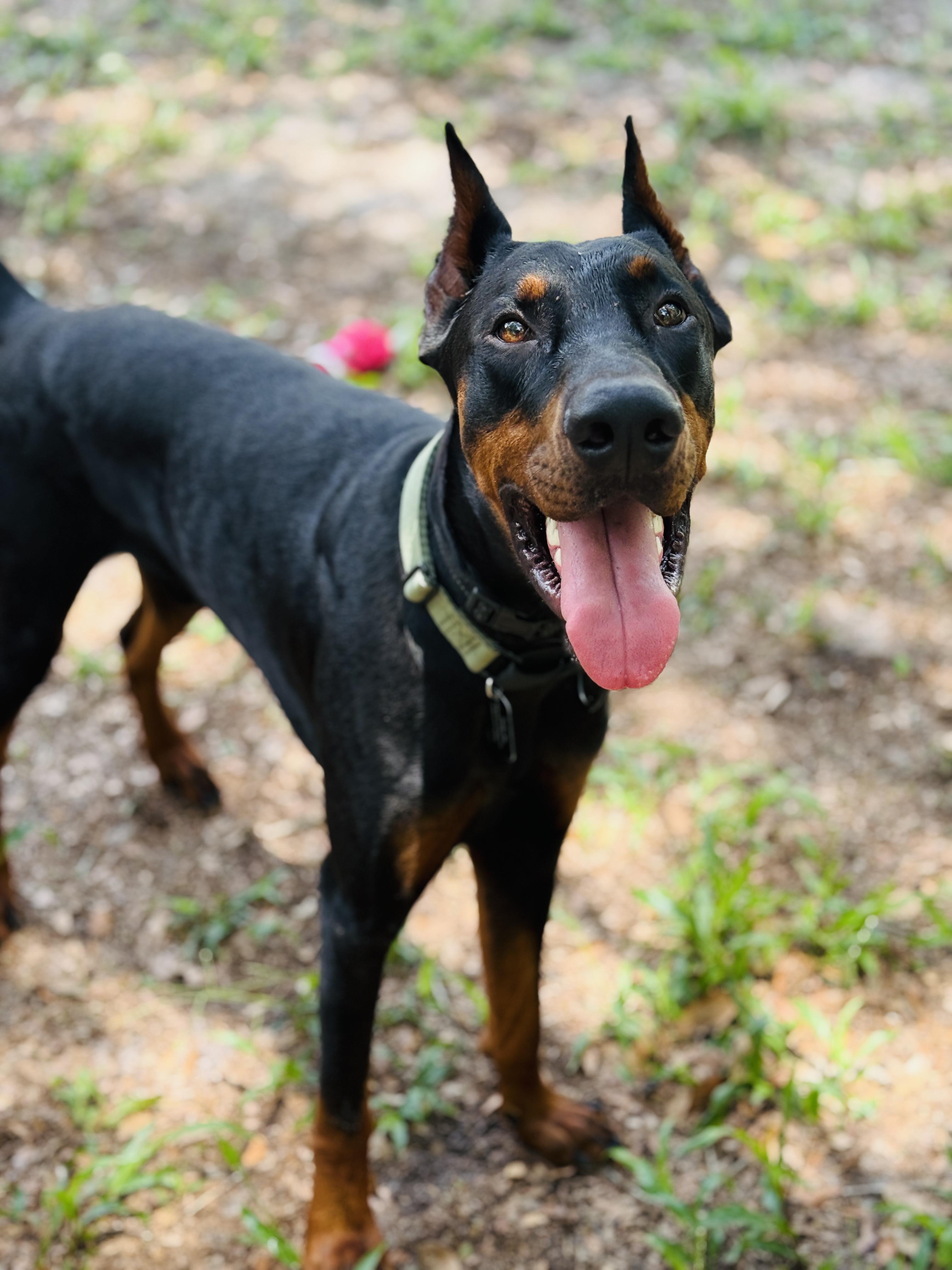 Enlarge DeMarcus, a ADOPTABLE Doberman Pinscher in Deltona, FL image 3/5