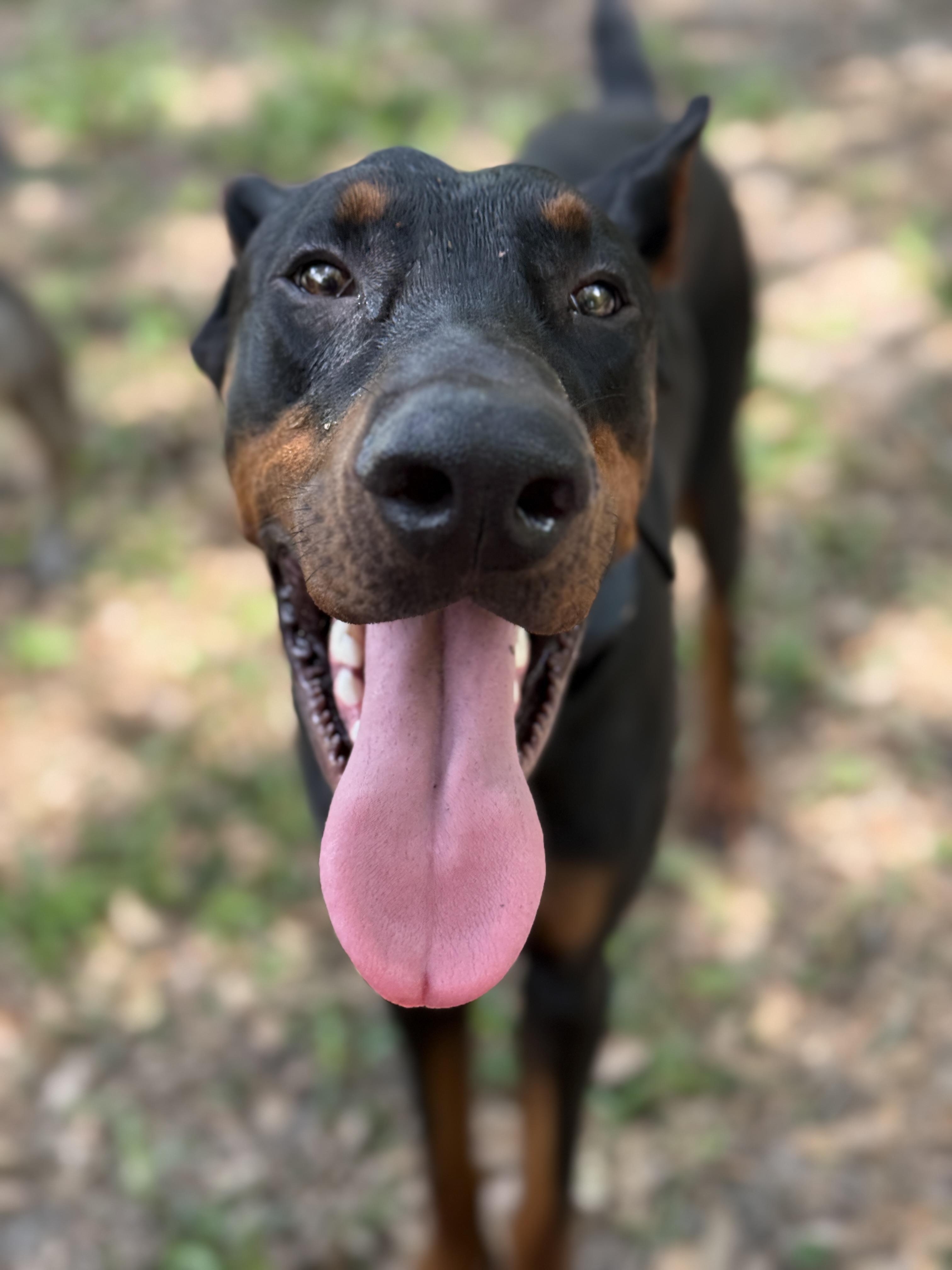 Enlarge DeMarcus, a ADOPTABLE Doberman Pinscher in Deltona, FL image 5/5