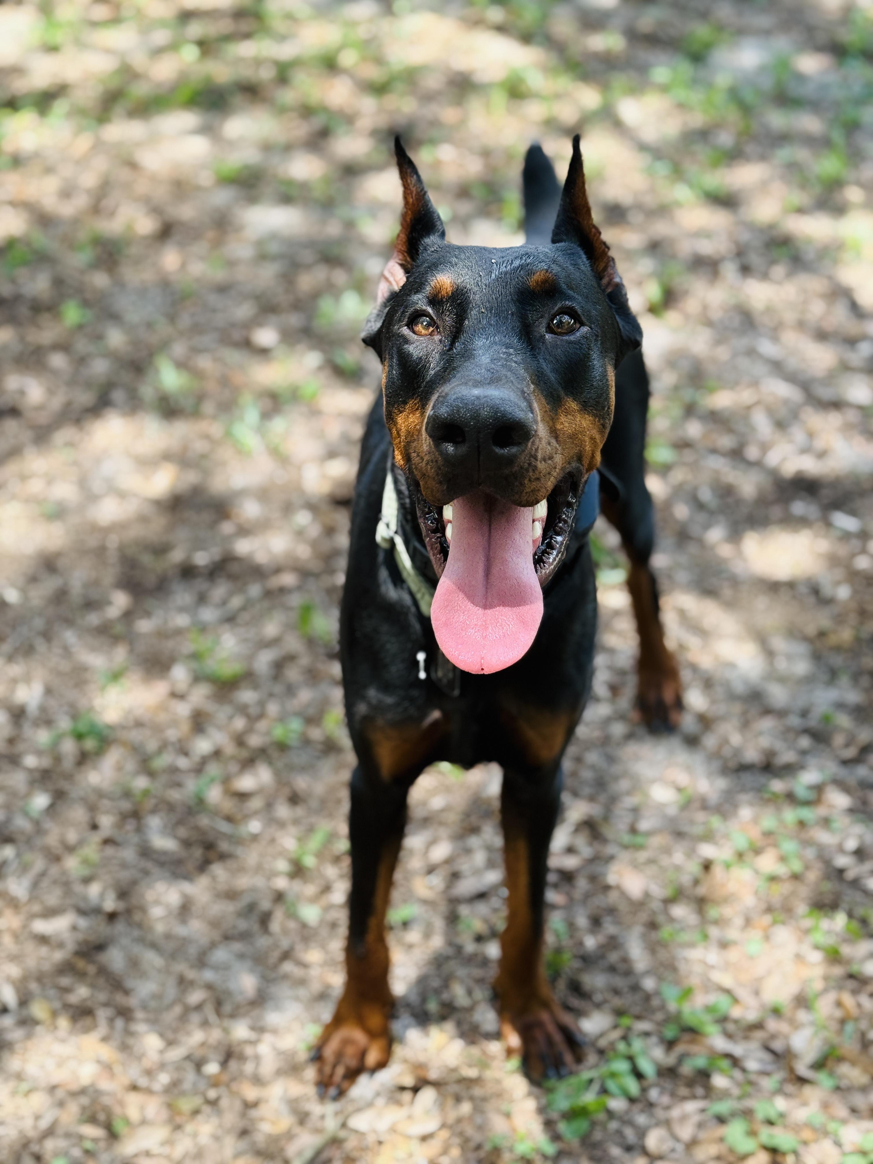 Enlarge DeMarcus, a ADOPTABLE Doberman Pinscher in Deltona, FL image 2/5
