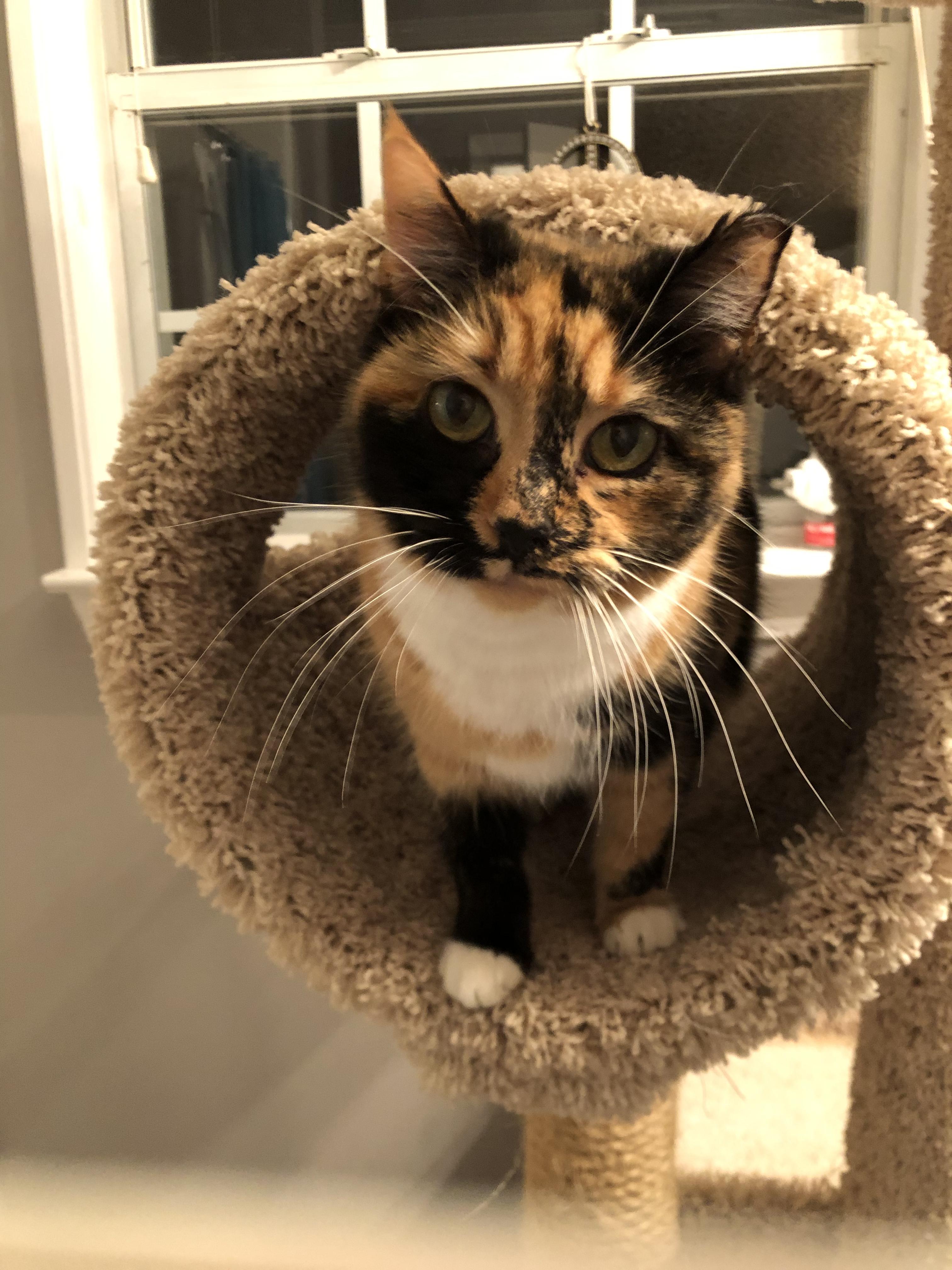 Buster Brown & Moonpie (bonded pair), Adoptable, Adult Female Domestic Short Hair.