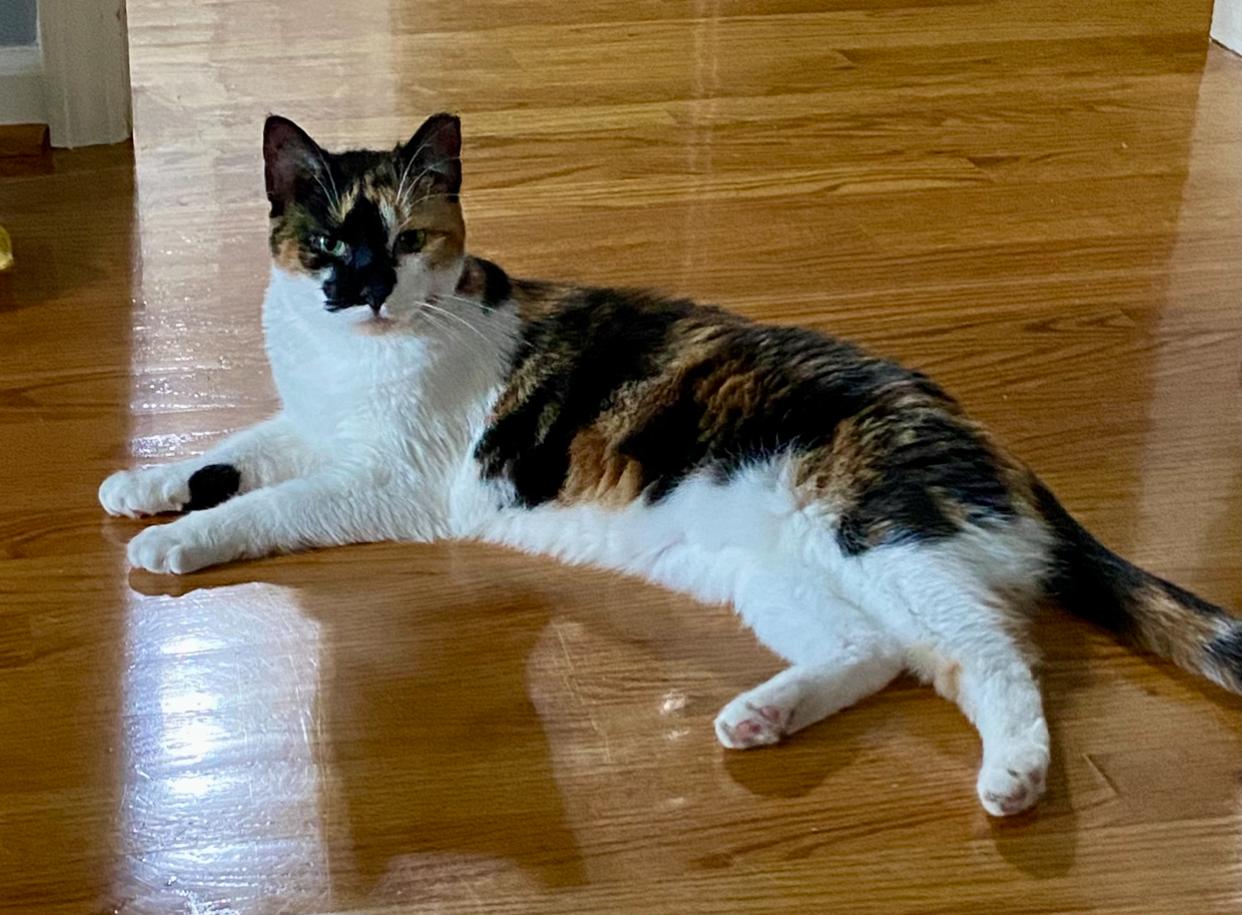 Enlarge Buster Brown & Moonpie (bonded pair), a Adoptable Domestic Short Hair in Nashville, TN image 2/2