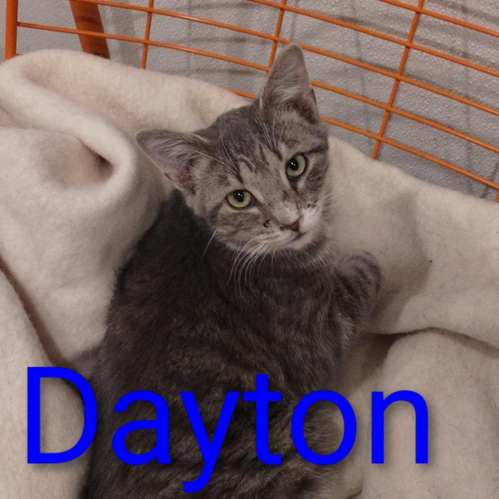 Enlarge Dayton, a Adoptable Domestic Short Hair in Elwood, IN image 1/2