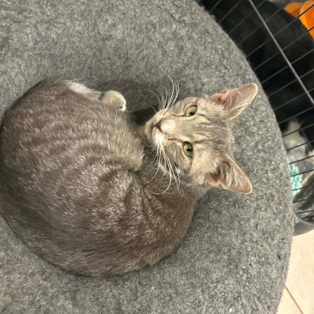 Enlarge Dayton, a Adoptable Domestic Short Hair in Elwood, IN image 2/2