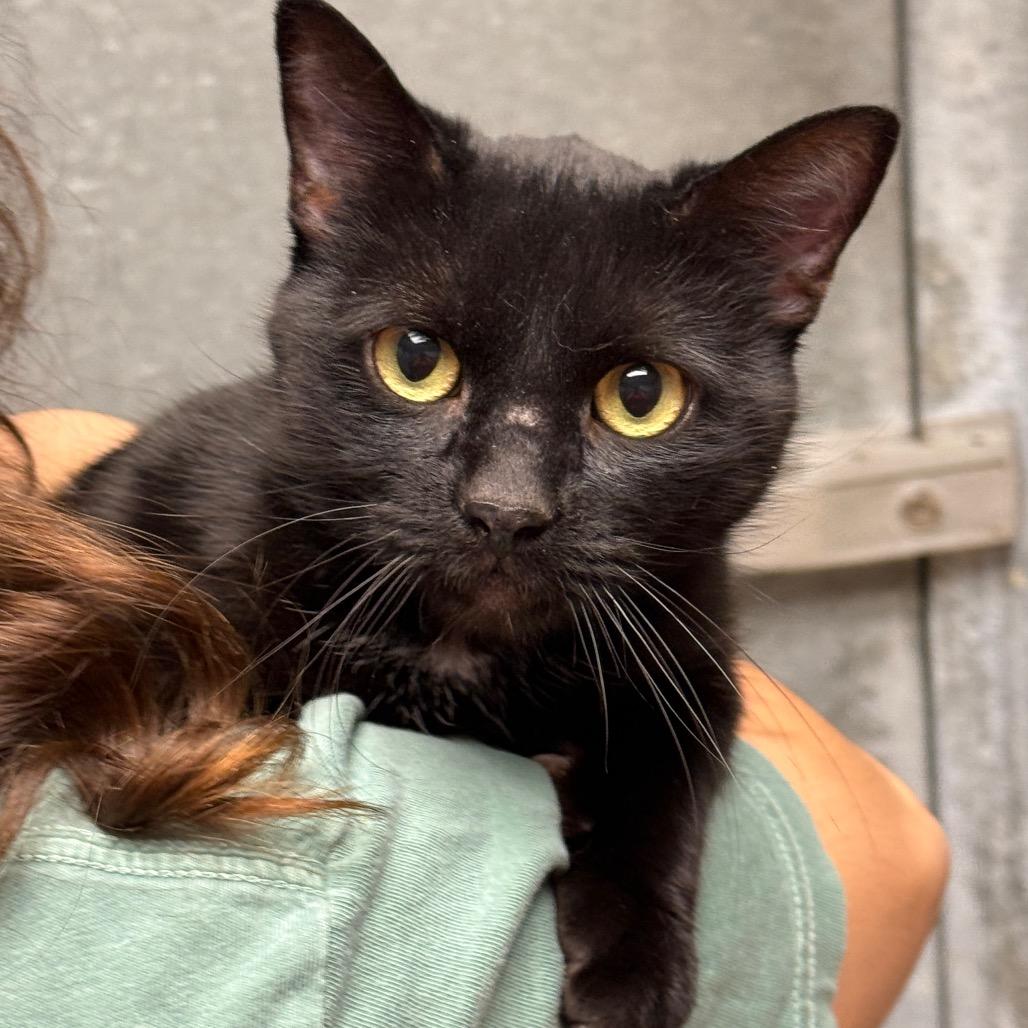 Enlarge Salem, a Adoptable Domestic Short Hair in Perkiomenville, PA image 1/1