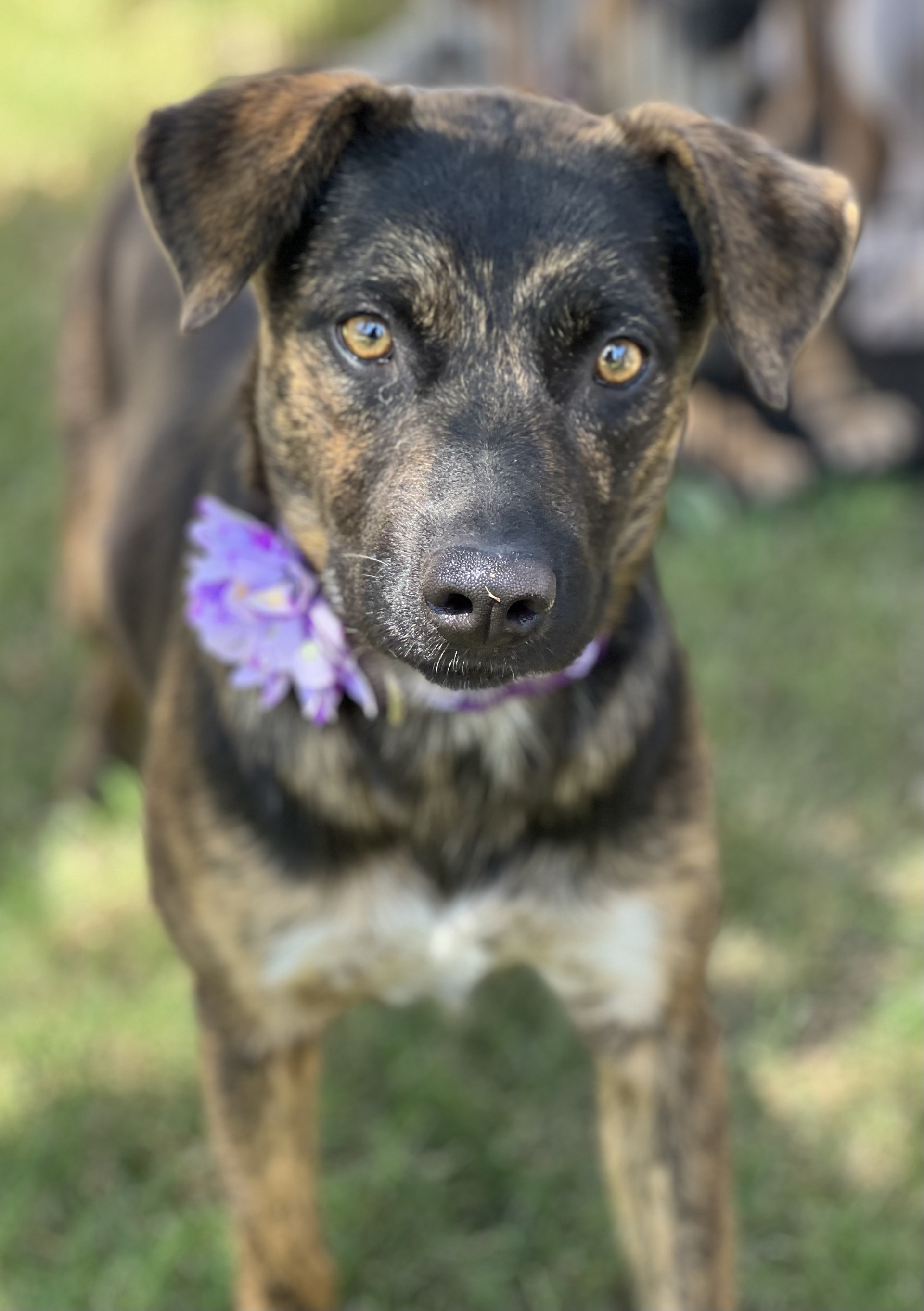 Enlarge Myra, a Adoptable mixed breed in Phoenix, AZ image 1/3