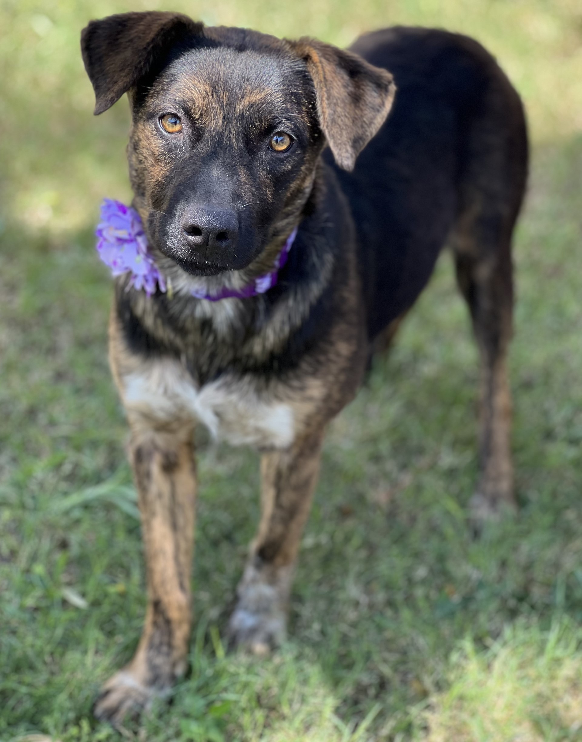 Enlarge Myra, a Adoptable mixed breed in Phoenix, AZ image 3/3