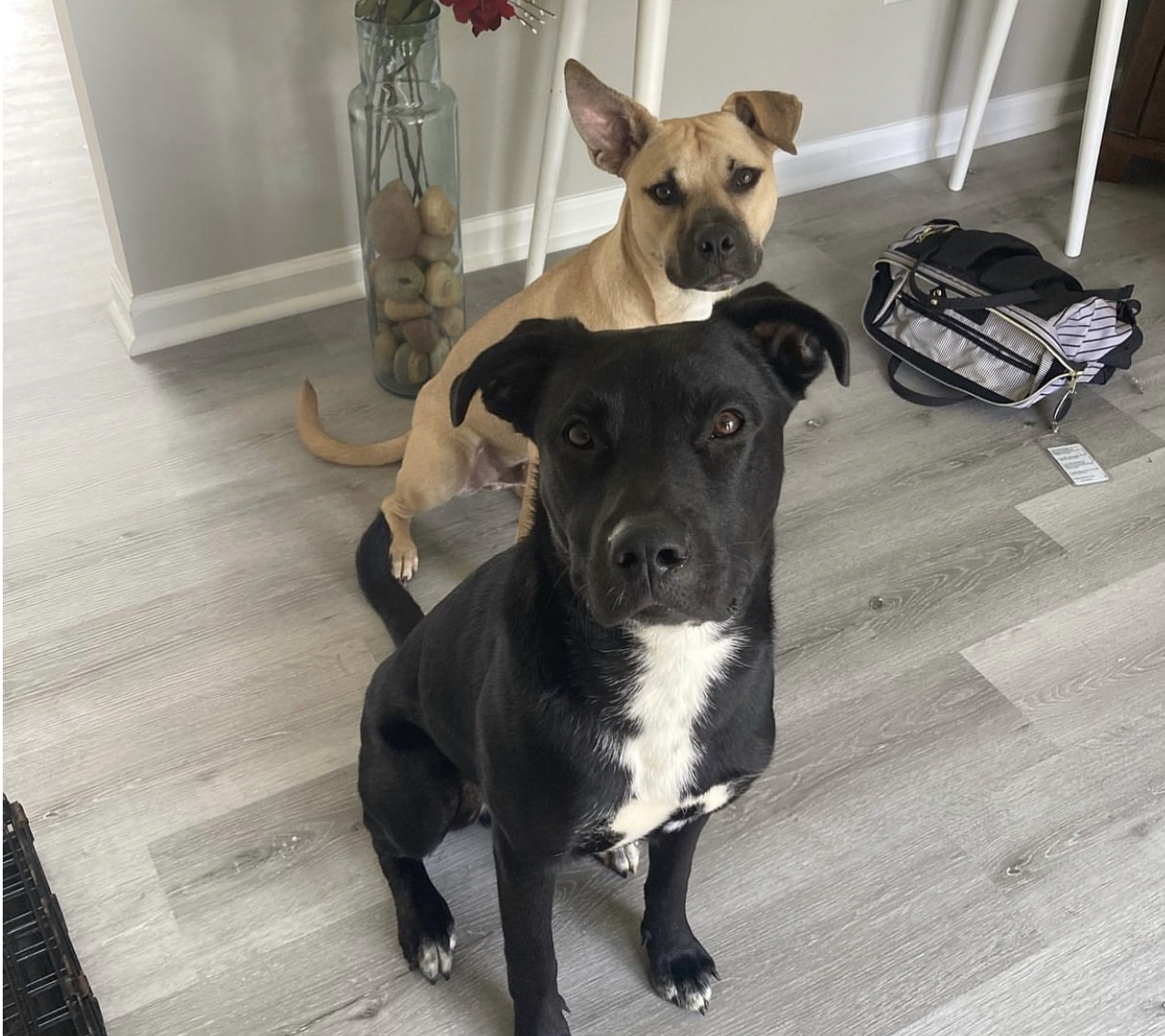 Dog for adoption Doc, a Black Labrador Retriever Mix in Charlotte, NC