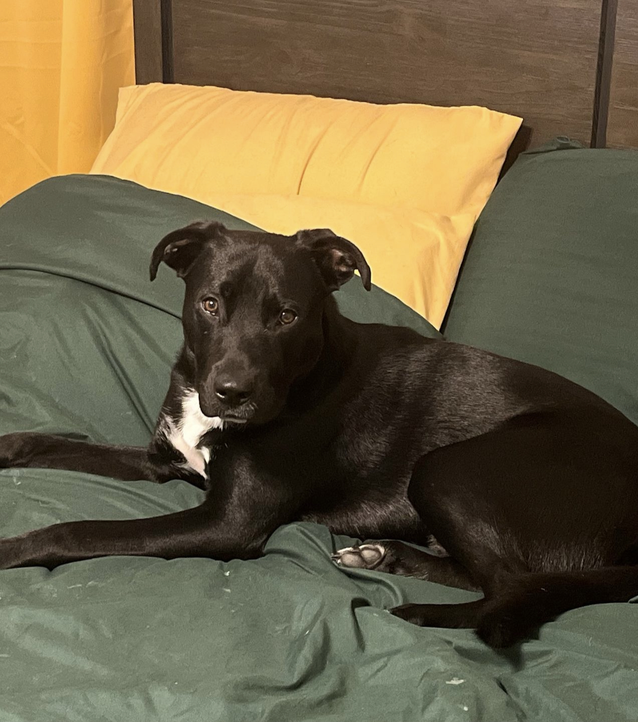 Dog for adoption Doc, a Black Labrador Retriever Mix in Charlotte, NC