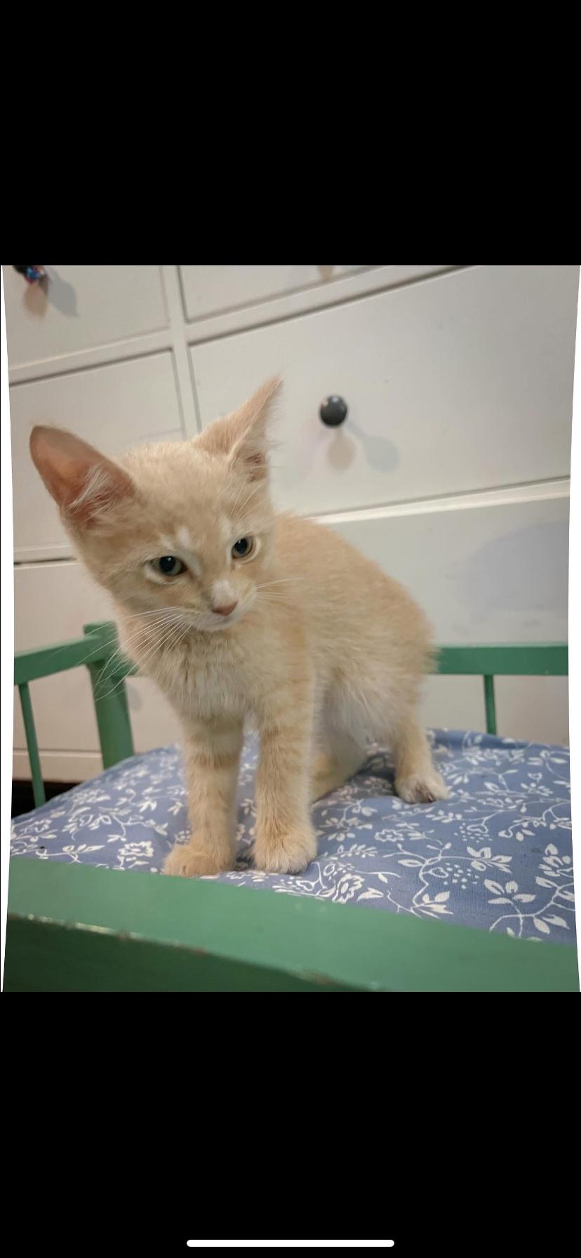 Enlarge Waffle House, a Adoptable Domestic Short Hair in Waveland, IN image 1/2