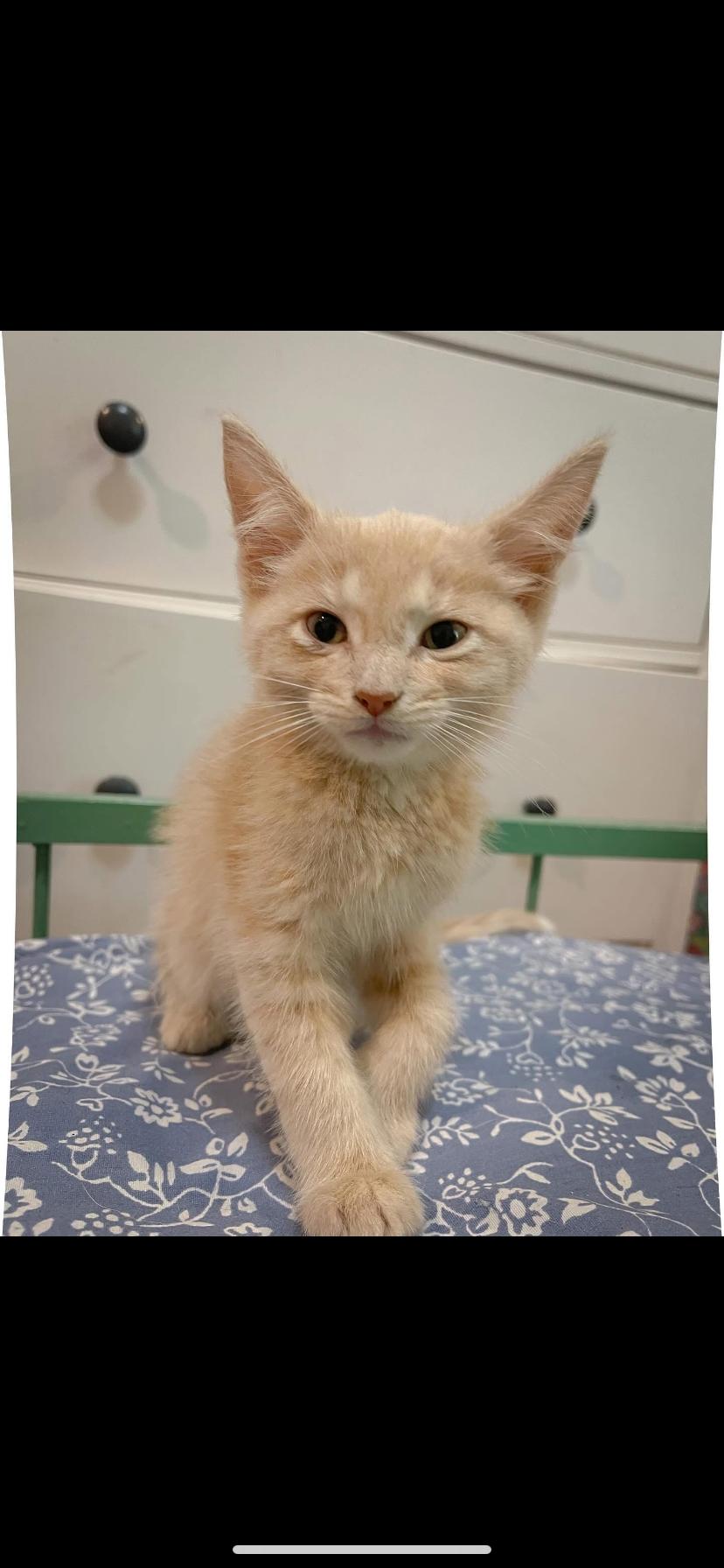 Enlarge Waffle House, a Adoptable Domestic Short Hair in Waveland, IN image 2/2