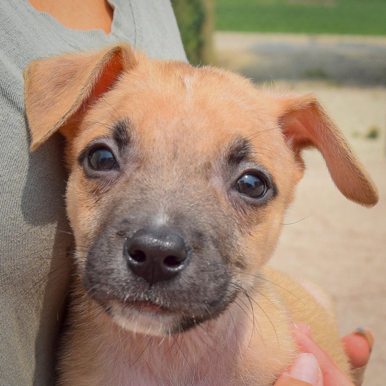 Enlarge Liam, a Adopted mixed breed in Huntley, IL image 1/5