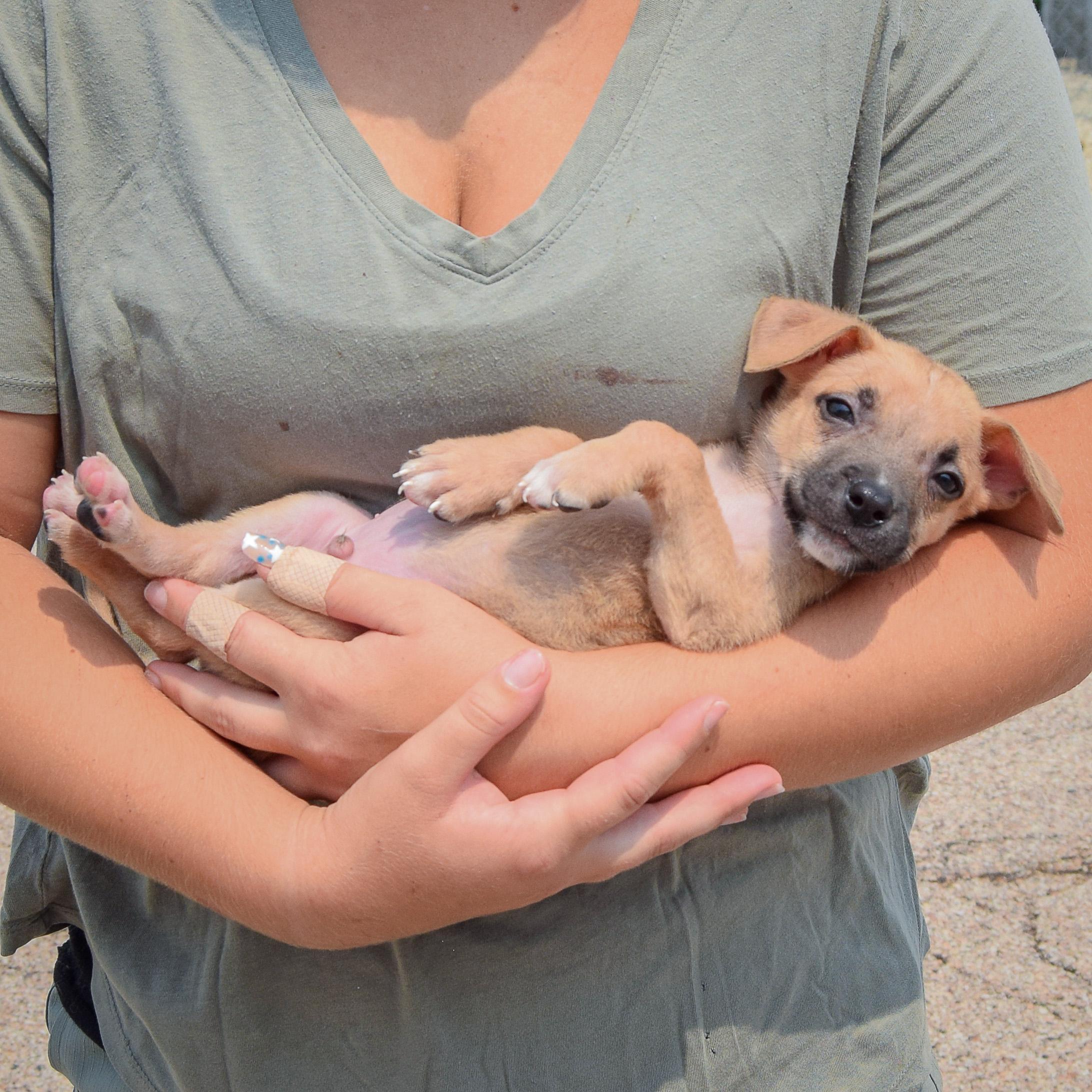 Enlarge Liam, a Adopted mixed breed in Huntley, IL image 4/5