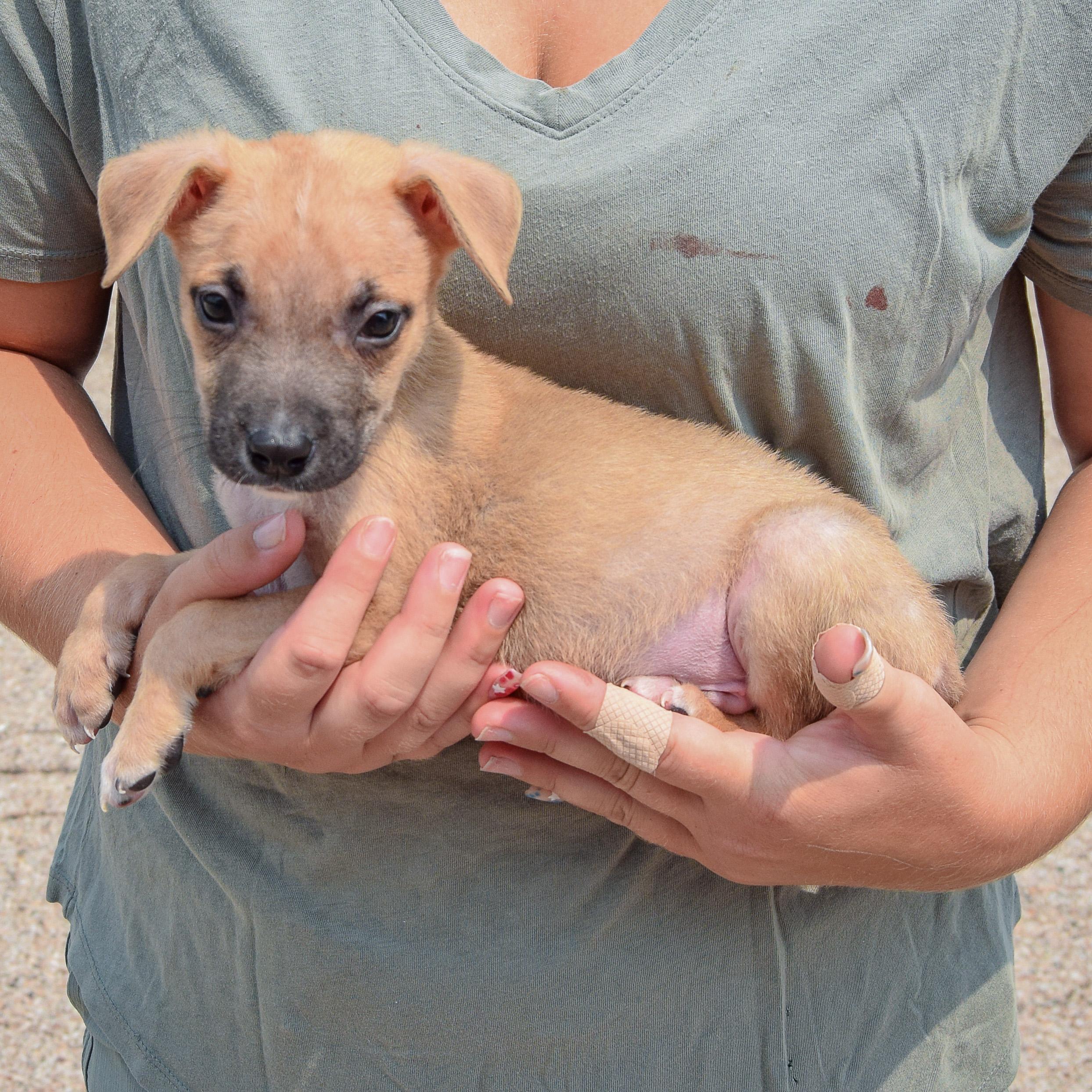 Enlarge Liam, a Adopted mixed breed in Huntley, IL image 2/5