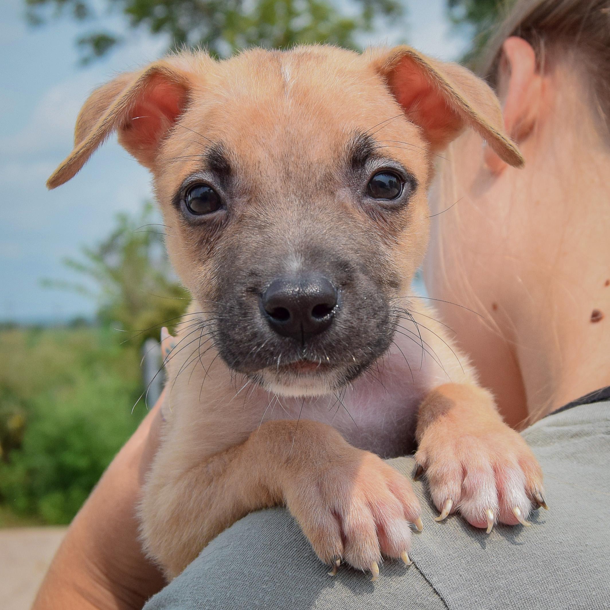 Enlarge Liam, a Adopted mixed breed in Huntley, IL image 5/5