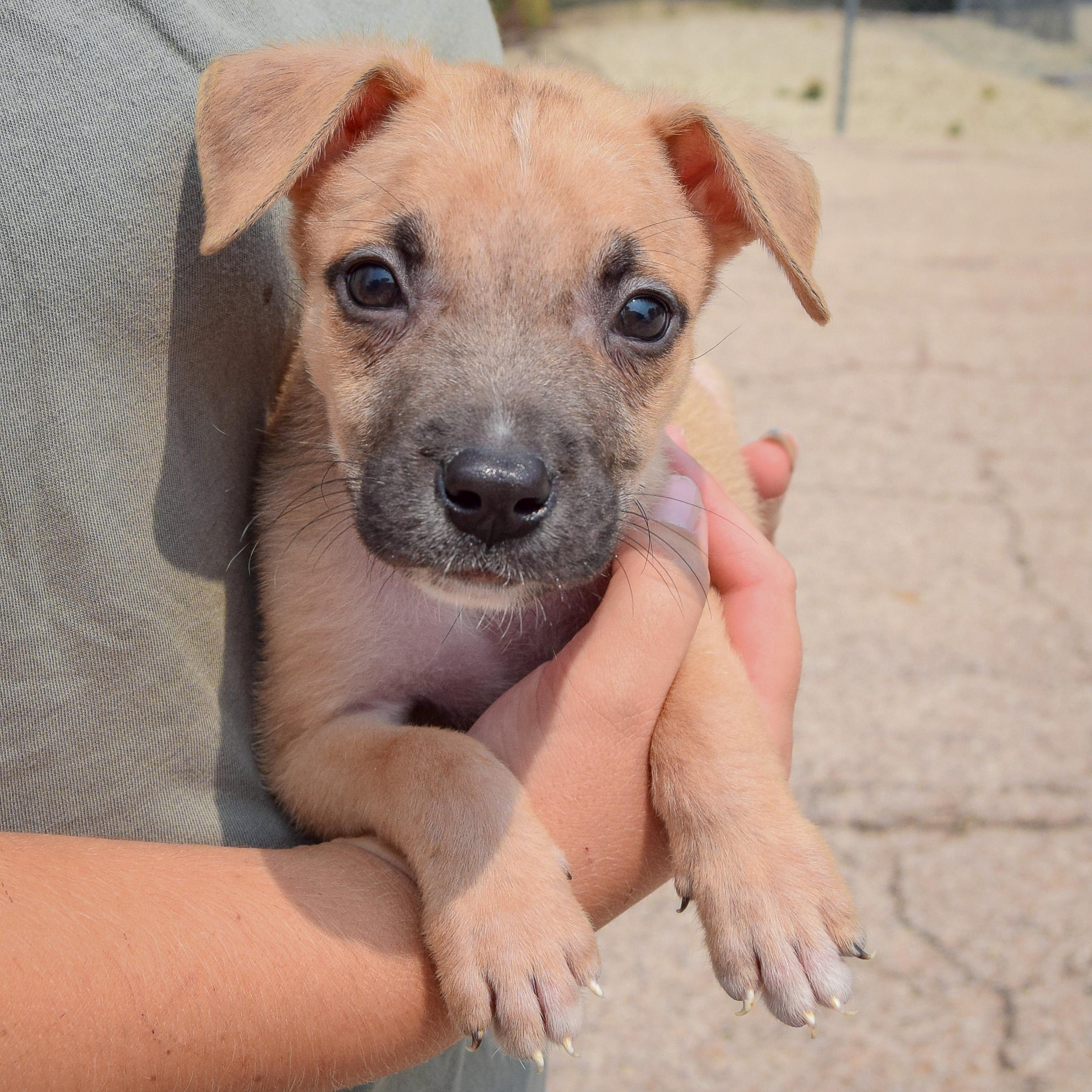 Enlarge Liam, a Adopted mixed breed in Huntley, IL image 3/5