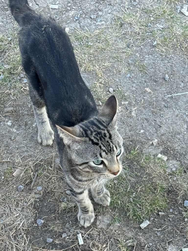Tommy, an adoptable Tabby in Winnipeg, MB, R2C 1P2 | Photo Image 2