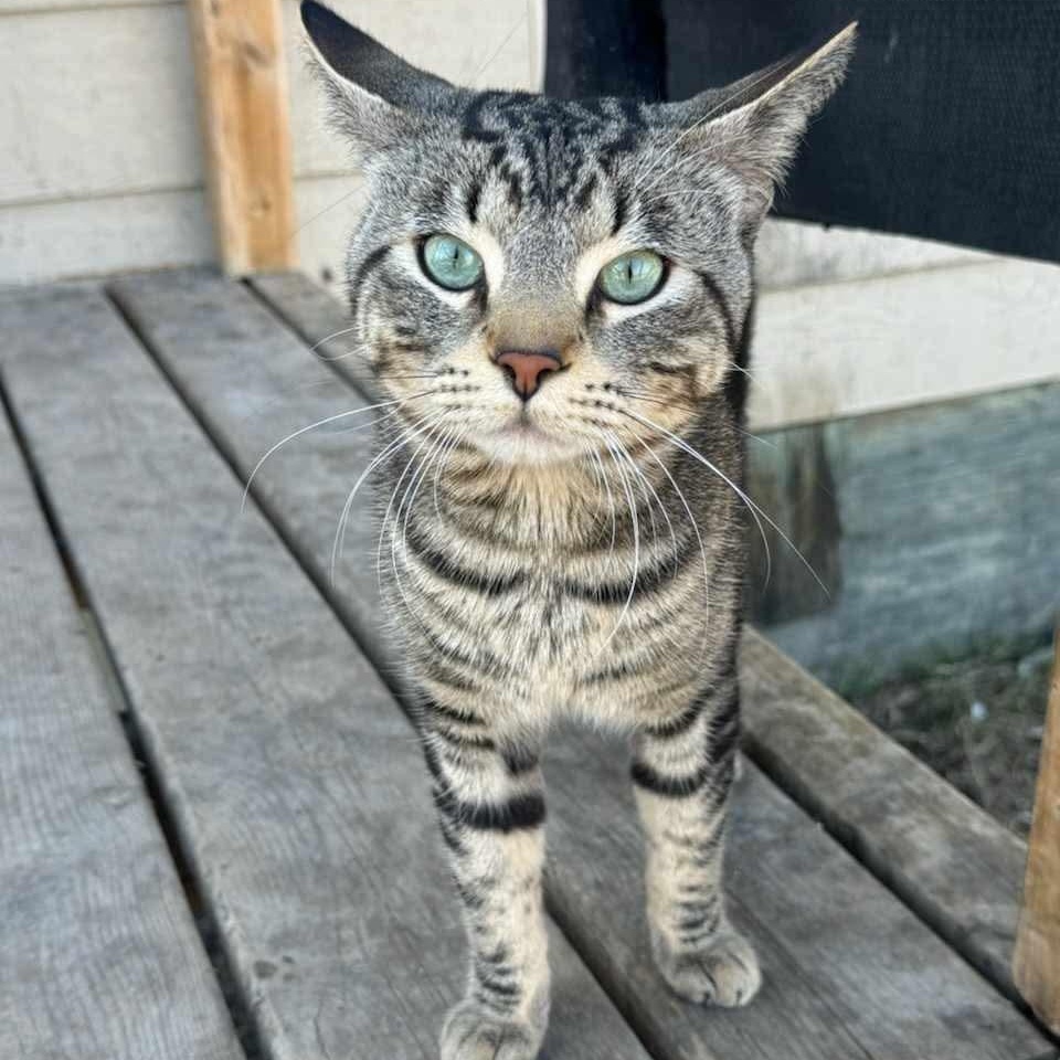 Tommy, an adoptable Tabby in Winnipeg, MB, R2C 1P2 | Photo Image 1