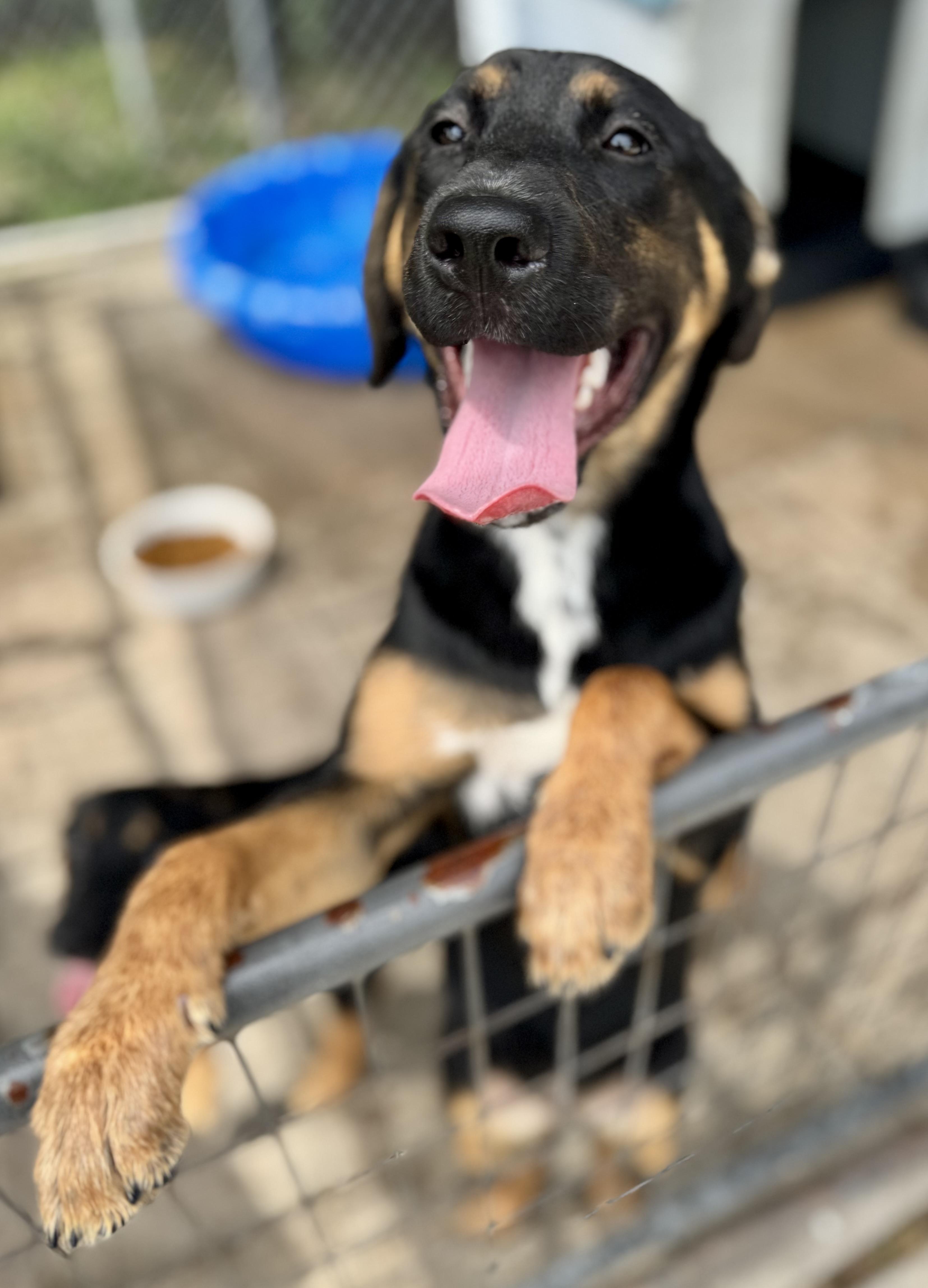 Sugarplum, a ADOPTABLE Mixed Breed in Washington, MO image 1/3
